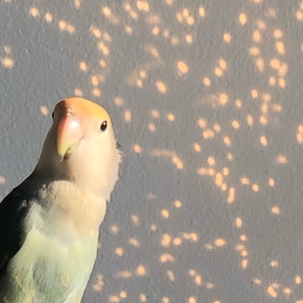 Meet your Posher, Naima